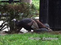 Kalkoen [Meleagris gallopavo silvestris]